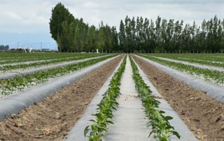 A row of corn plants in a field.