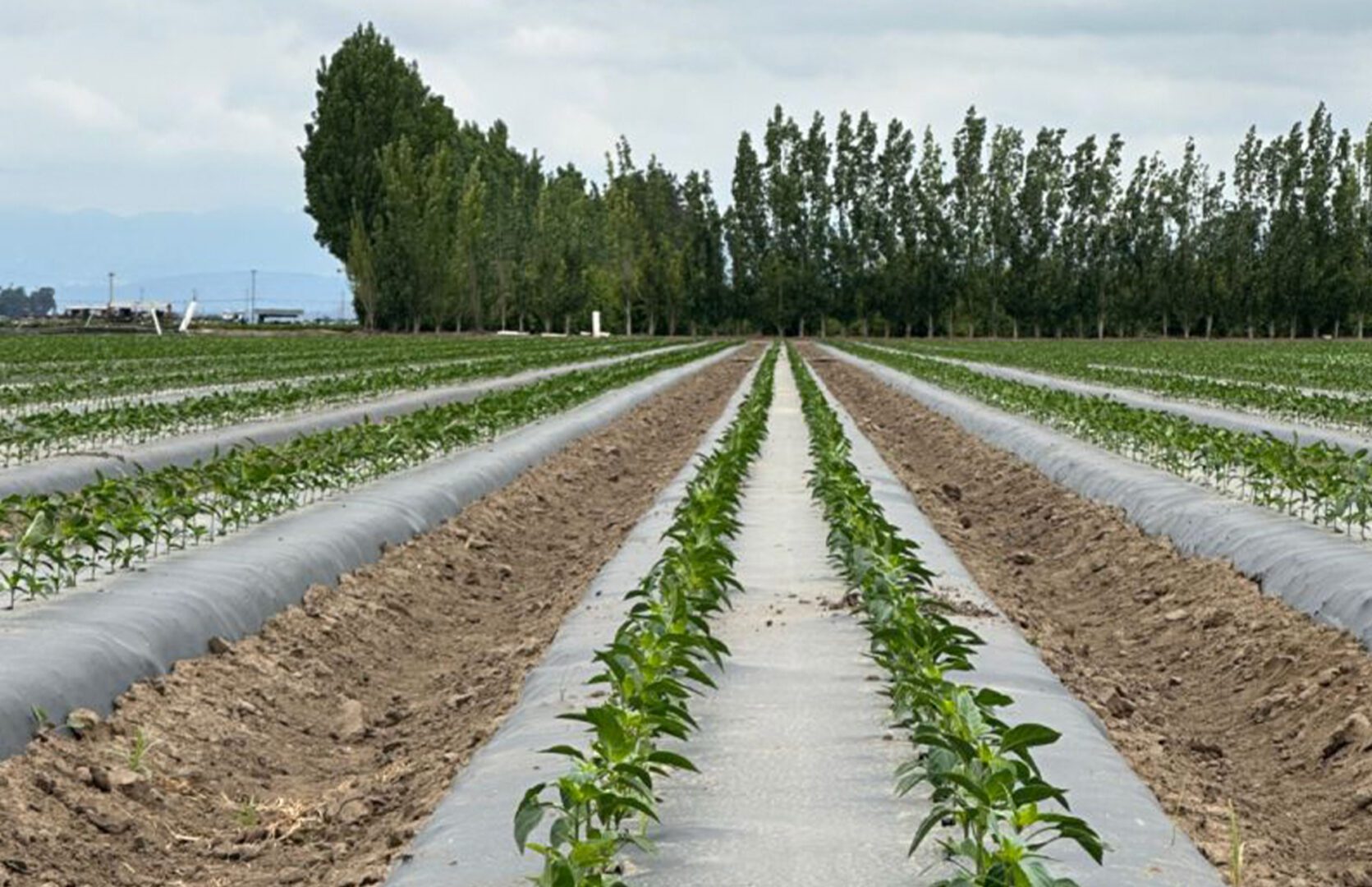 A row of corn plants in a field.